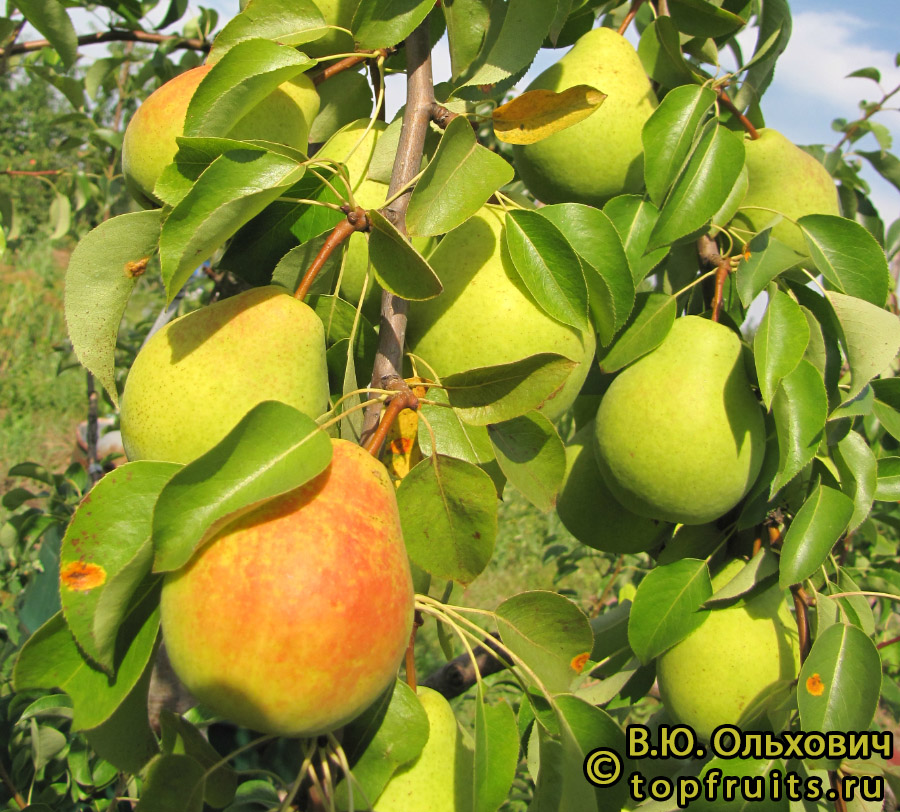 Груша Дюймовочка Шафранная - описание сорта и фото груш